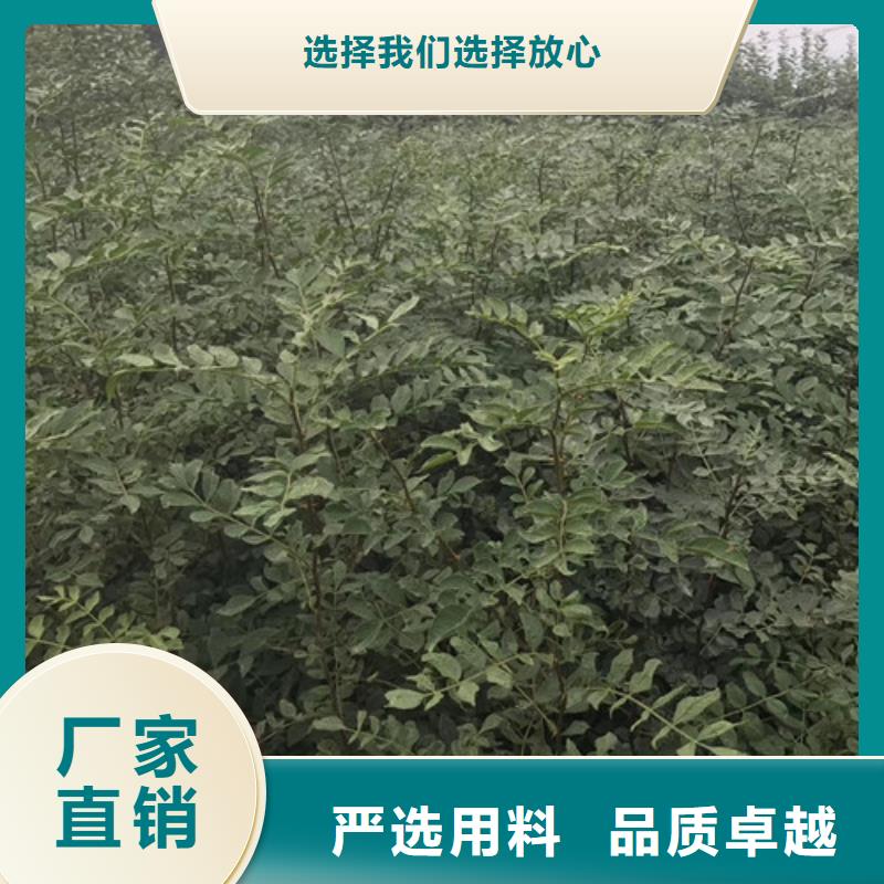 【花椒苗】_李子苗一站式供应