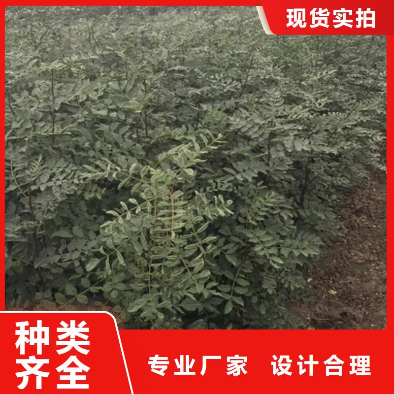 【花椒苗】_李子苗一站式供应