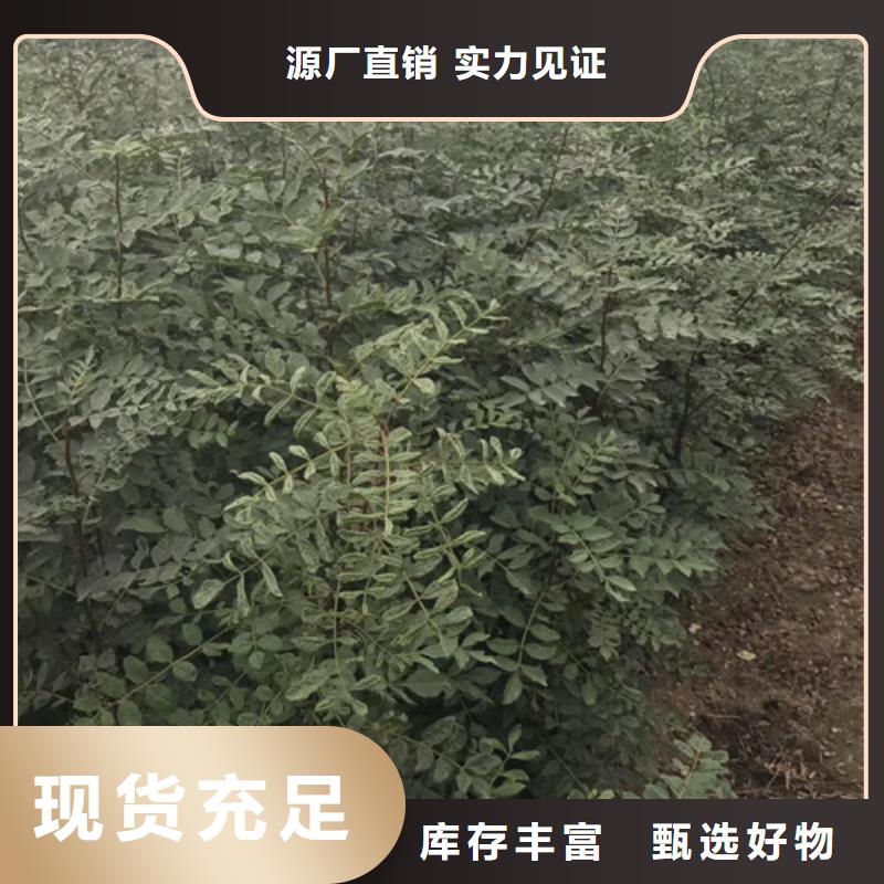花椒苗梨树苗精益求精