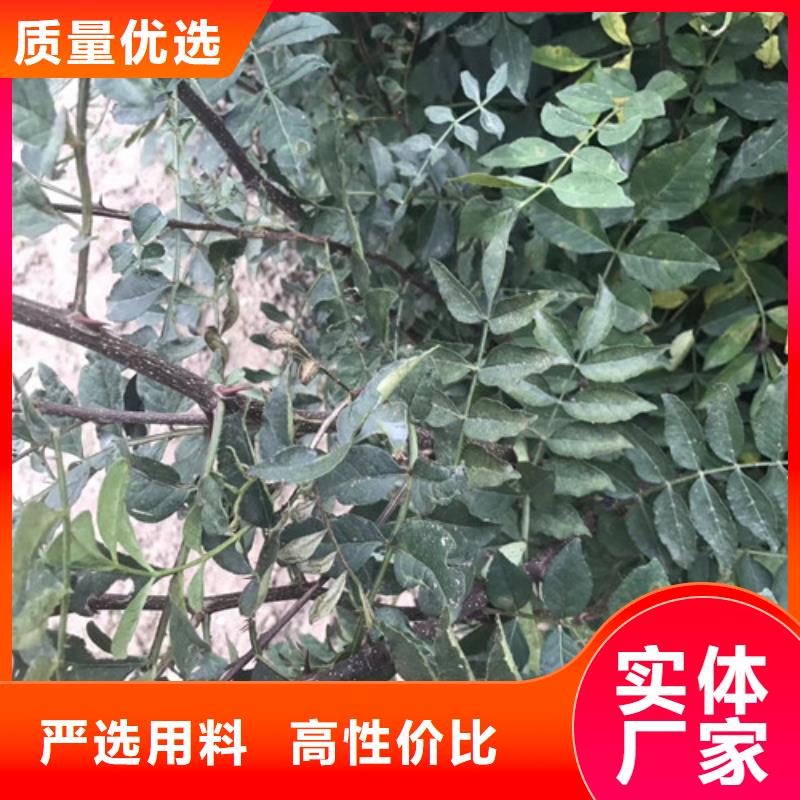 【花椒苗】_李子苗一站式供应