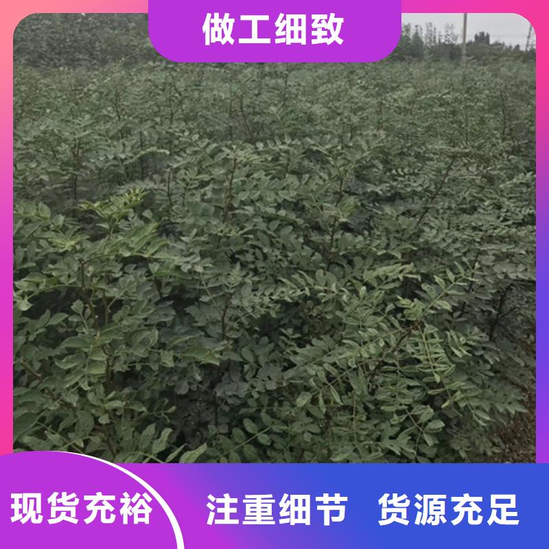 【花椒苗】_李子苗一站式供应
