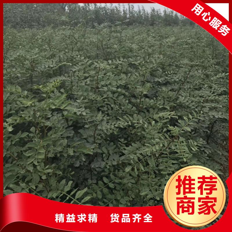 【花椒苗】_李子苗一站式供应