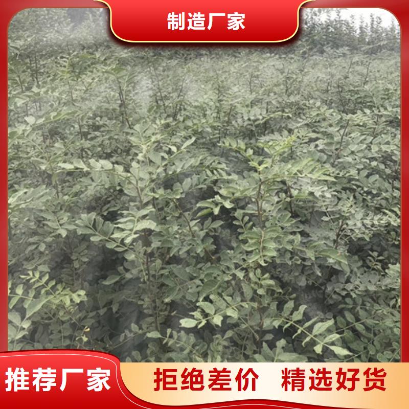 【花椒苗】_李子苗一站式供应
