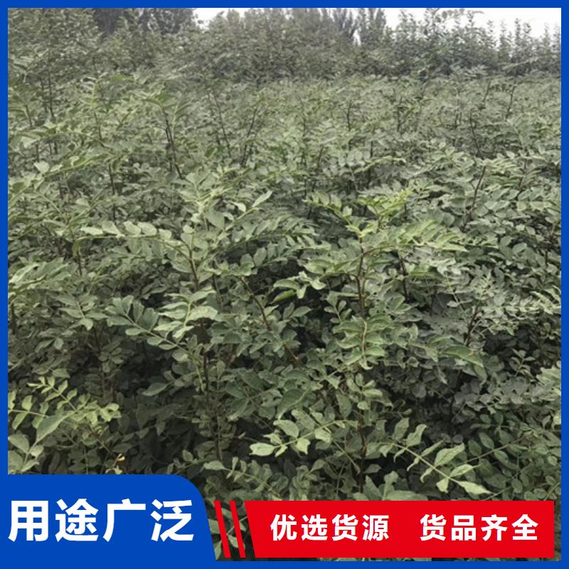 【花椒苗】_李子苗一站式供应