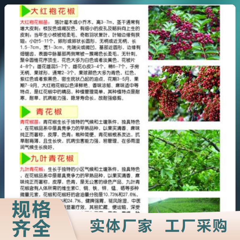 花椒苗梨树苗精益求精