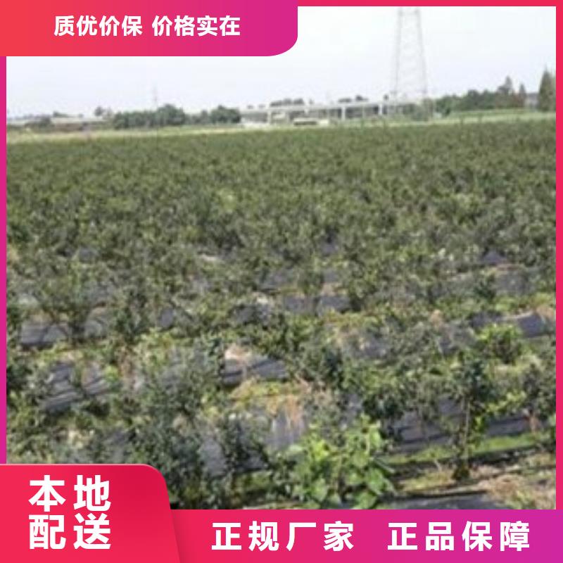 蓝莓苗花椒苗厂家直销供货稳定