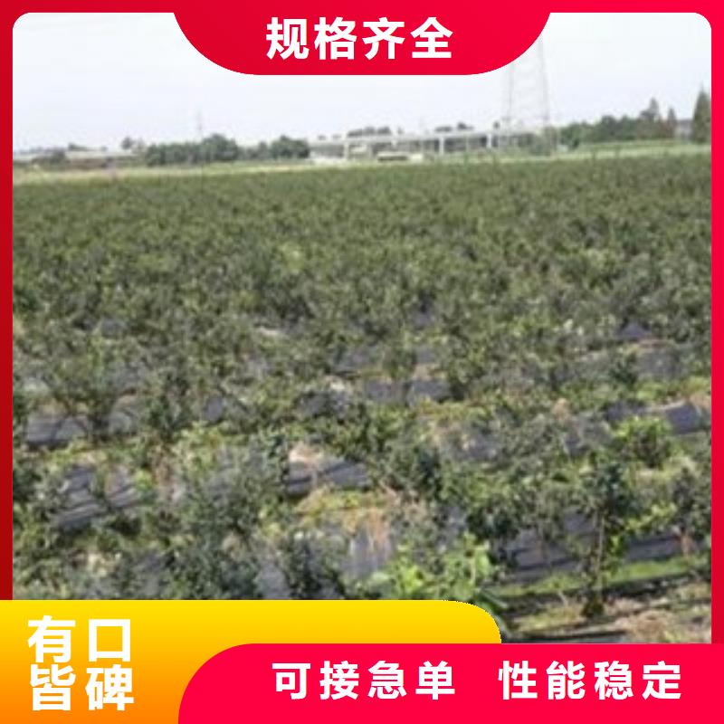 蓝莓苗花椒苗实拍品质保障