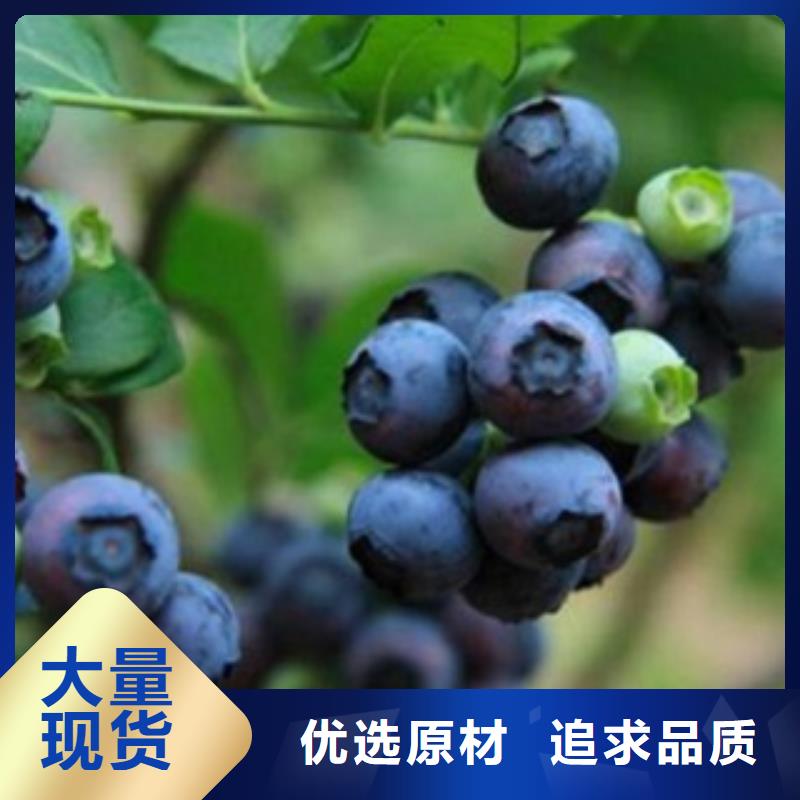 蓝莓苗苹果苗诚信商家服务热情