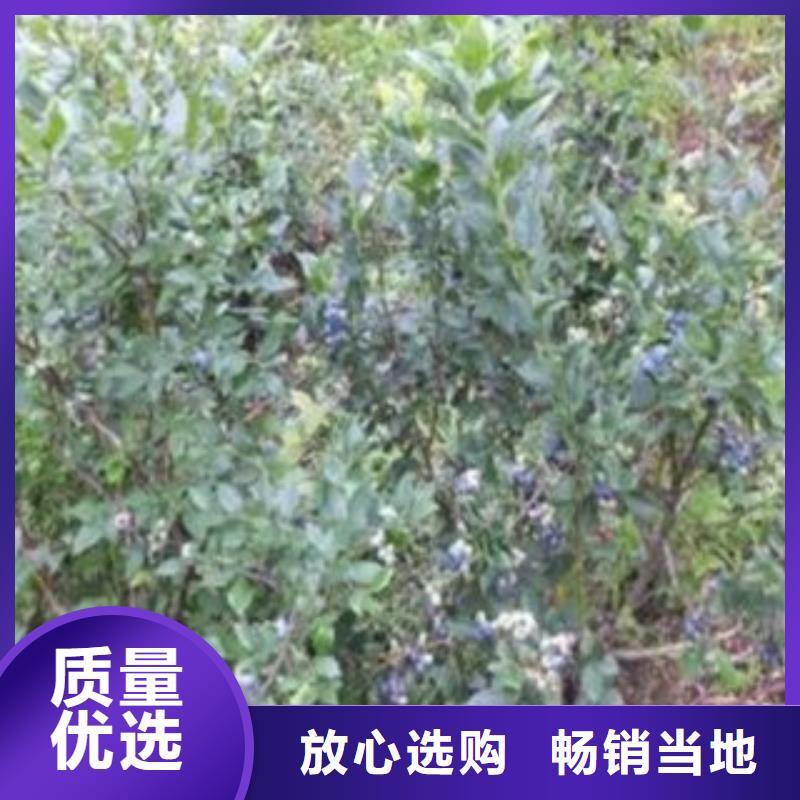 蓝莓苗李子苗自产自销