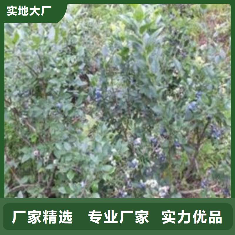 【蓝莓苗】梨树苗厂家自营