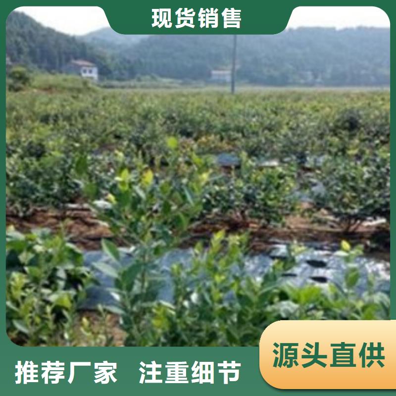 蓝莓苗苹果苗专业厂家