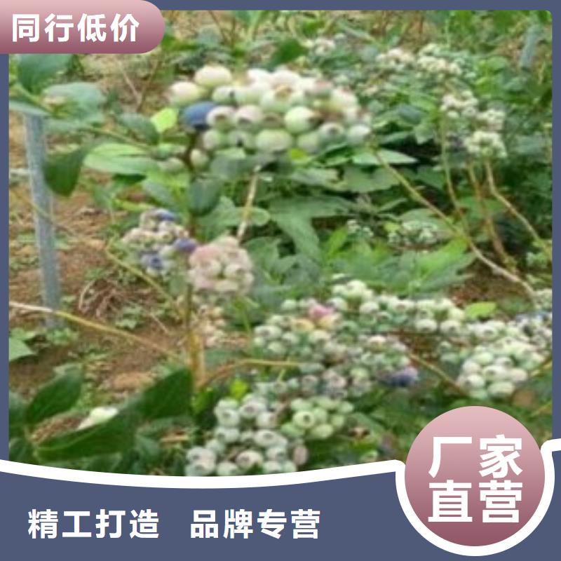 蓝莓苗苹果苗诚信商家服务热情