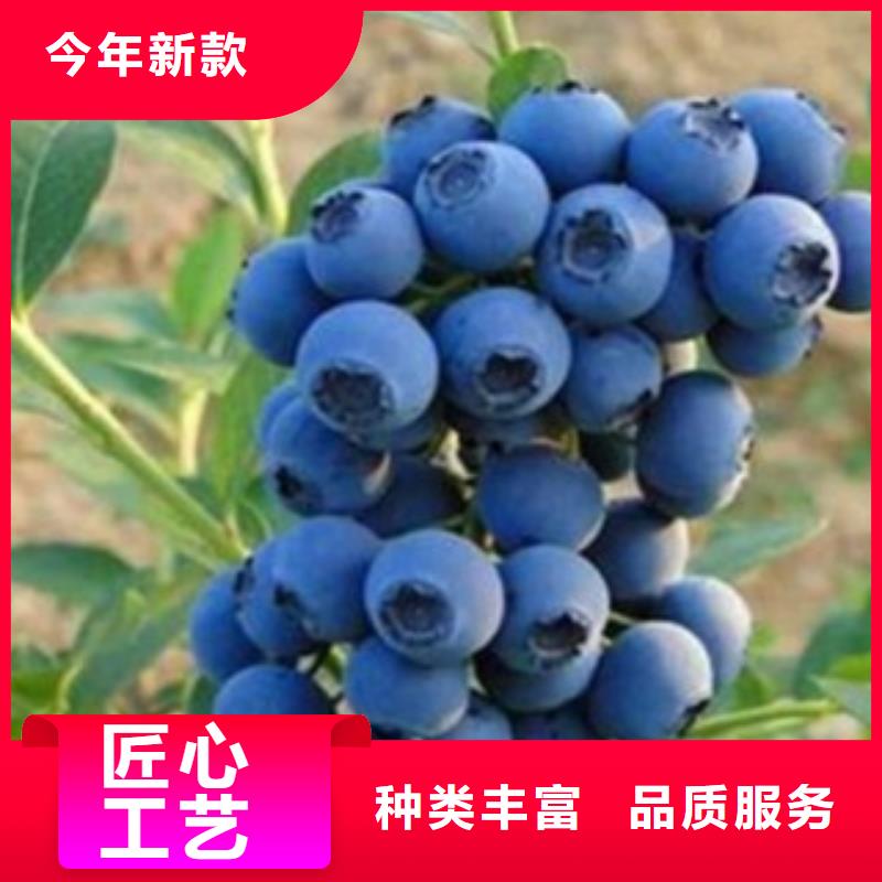 蓝莓苗【李子苗】自有厂家