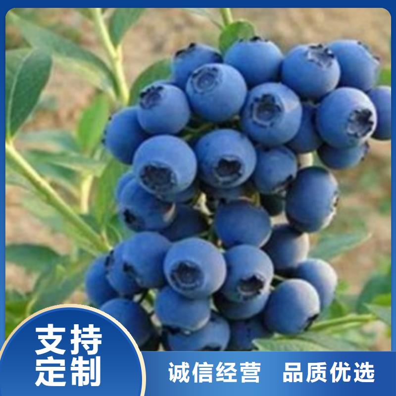 蓝莓苗花椒苗一站式采购商家