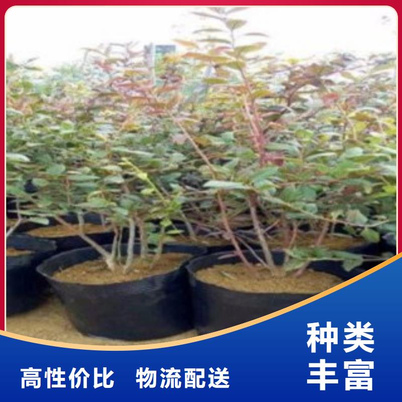 蓝莓苗梨树苗种类多质量好