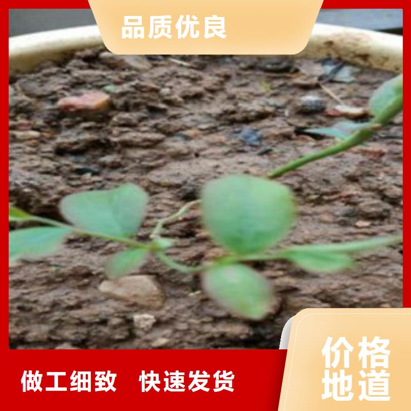 蓝莓苗【梨树苗】厂家直销省心省钱