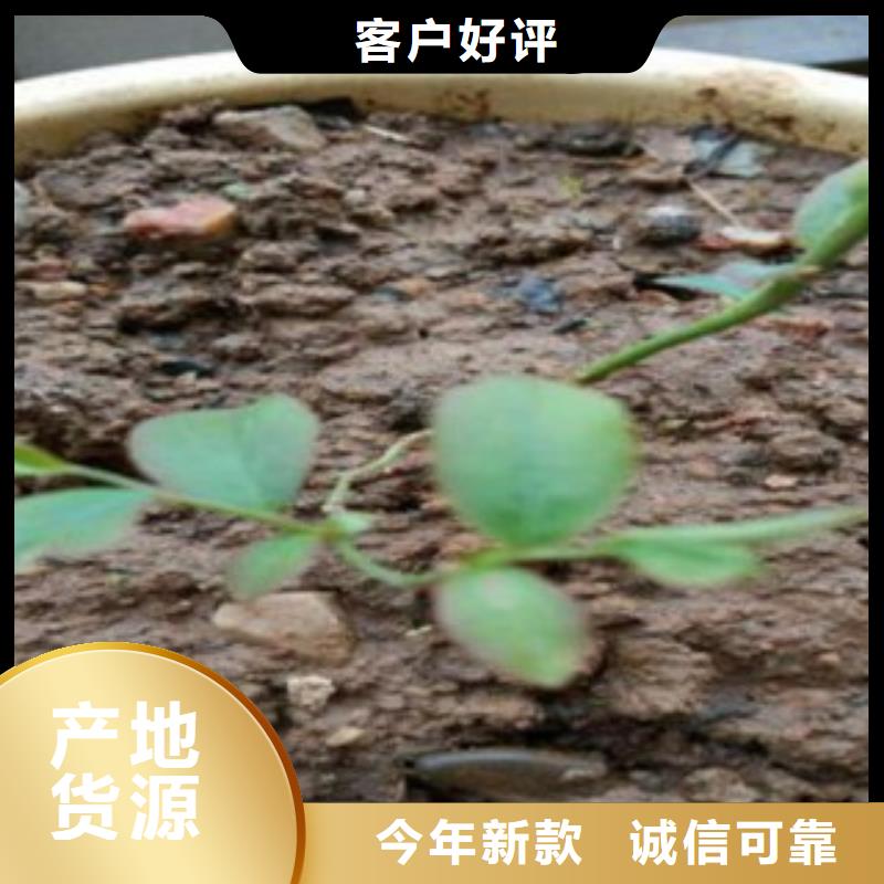 蓝莓苗_核桃苗实体厂家