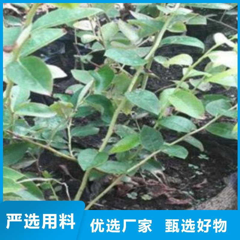 蓝莓苗梨树苗种类多质量好