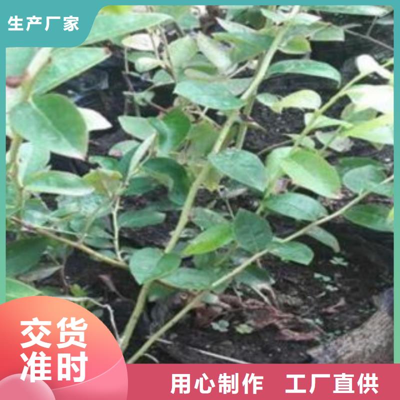 蓝莓苗核桃苗精选货源