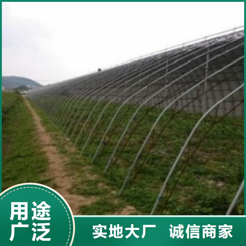 蓝莓苗梨树苗真正的源头厂家