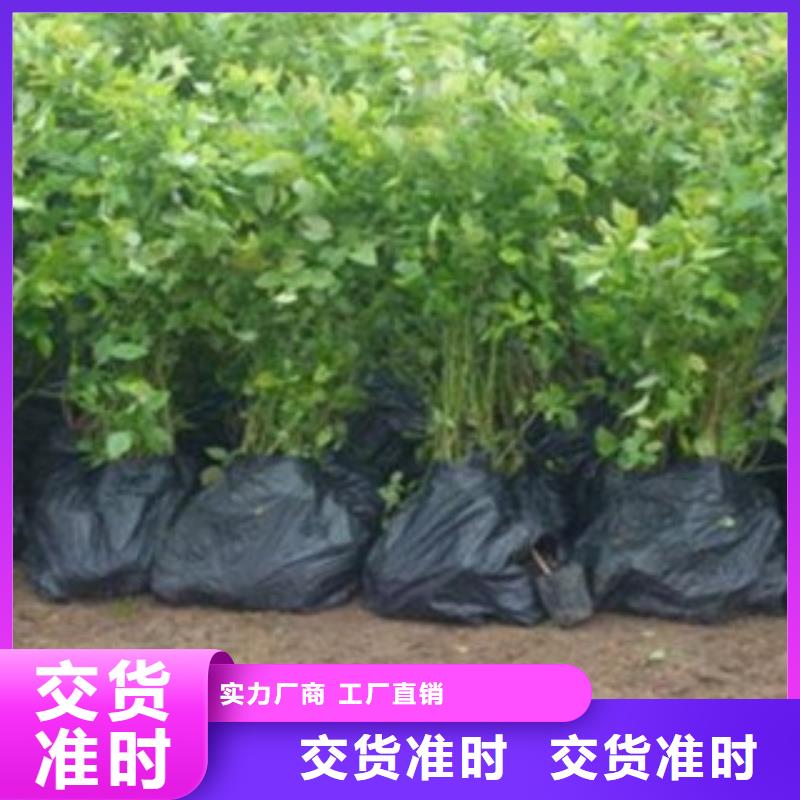 【蓝莓苗,桃树苗匠心工艺】