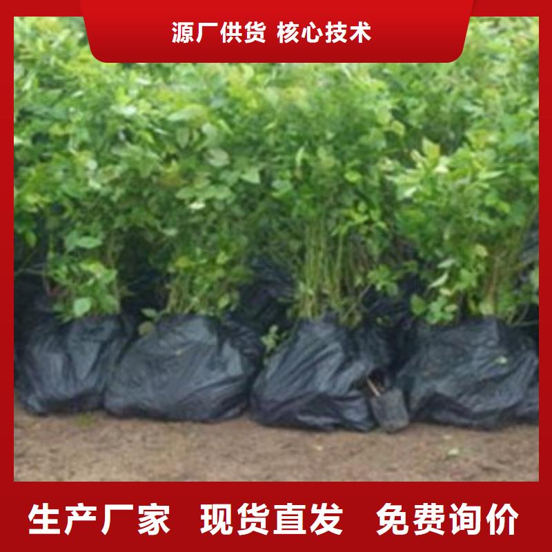 【蓝莓苗板栗苗支持货到付清】