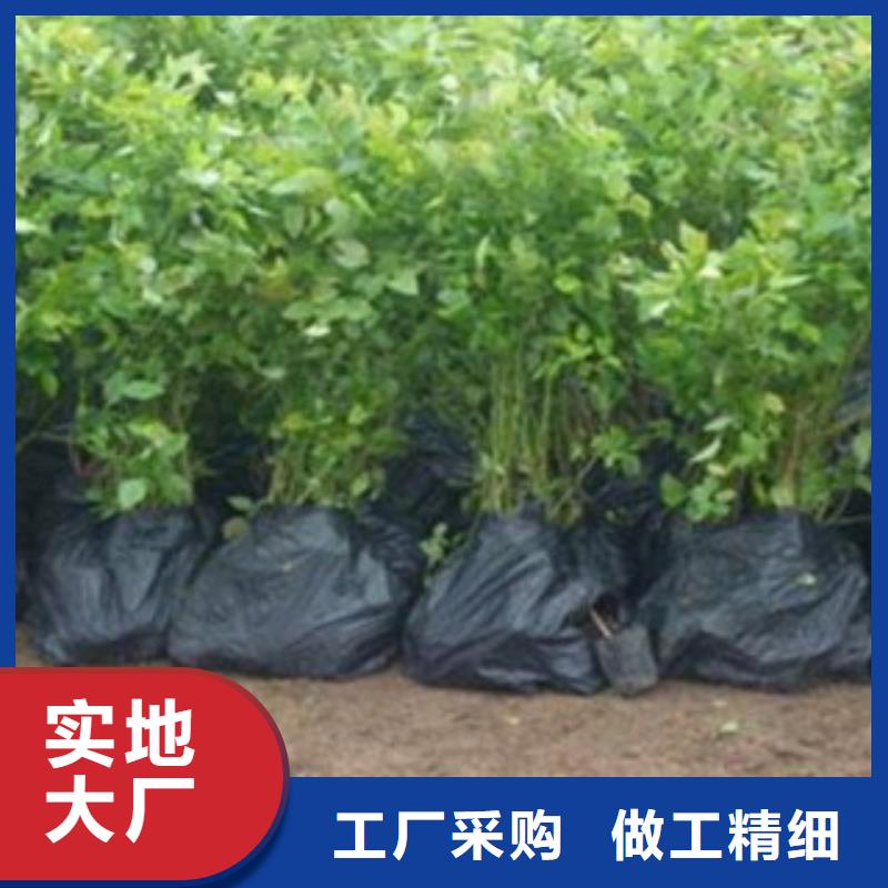 蓝莓苗苹果苗诚信商家服务热情