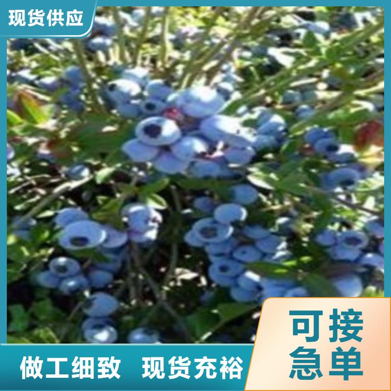 蓝莓苗花椒苗厂诚信经营