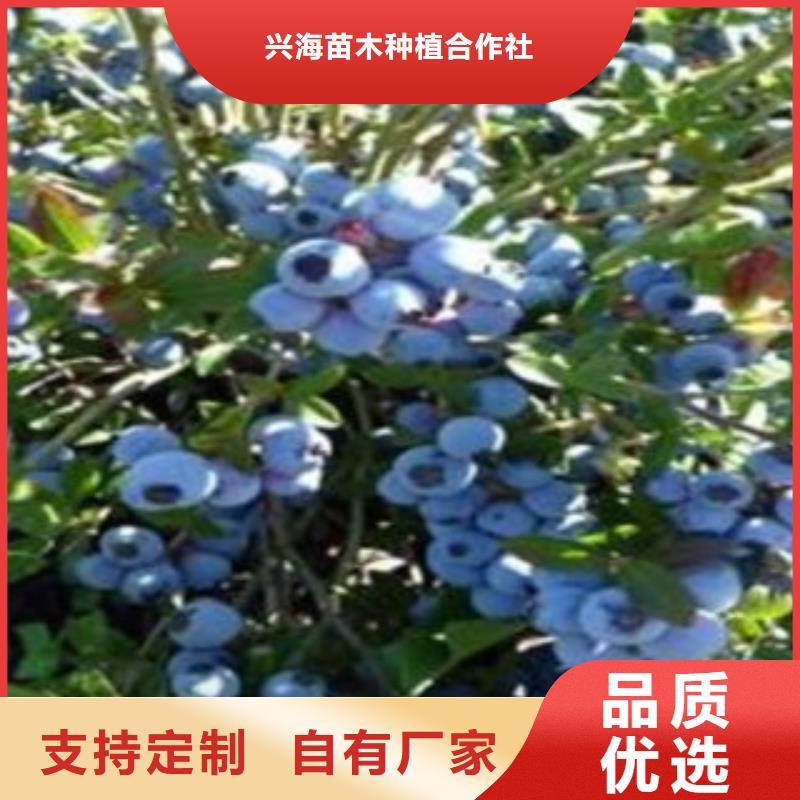 蓝莓苗花椒苗实拍品质保障