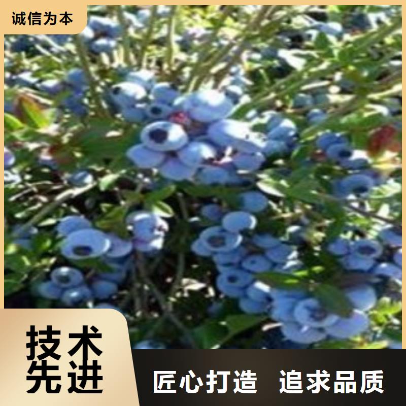 蓝莓苗苹果苗诚信商家服务热情