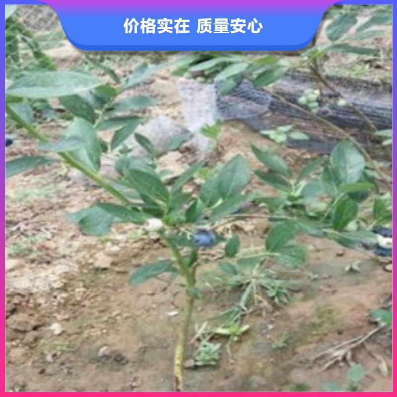 蓝莓苗【李子苗】自有厂家