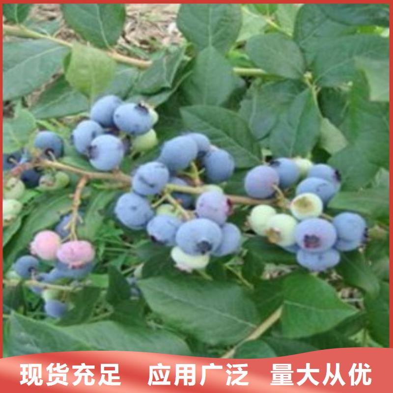 蓝莓苗桃树苗款式多样