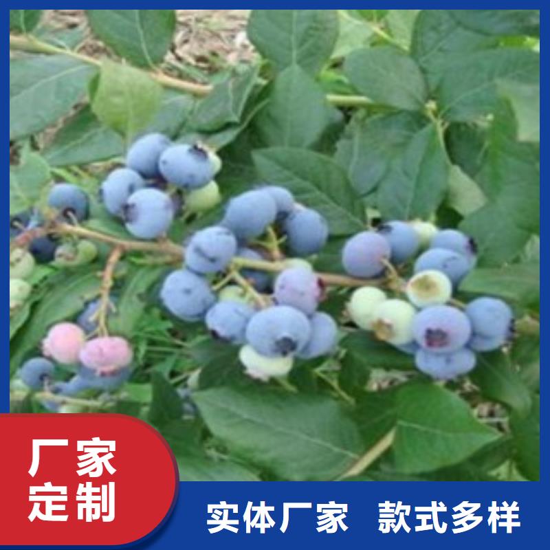 蓝莓苗_核桃苗实体厂家
