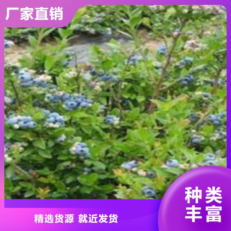 蓝莓苗花椒苗实拍品质保障