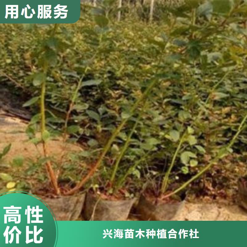蓝莓苗梨树苗真正的源头厂家