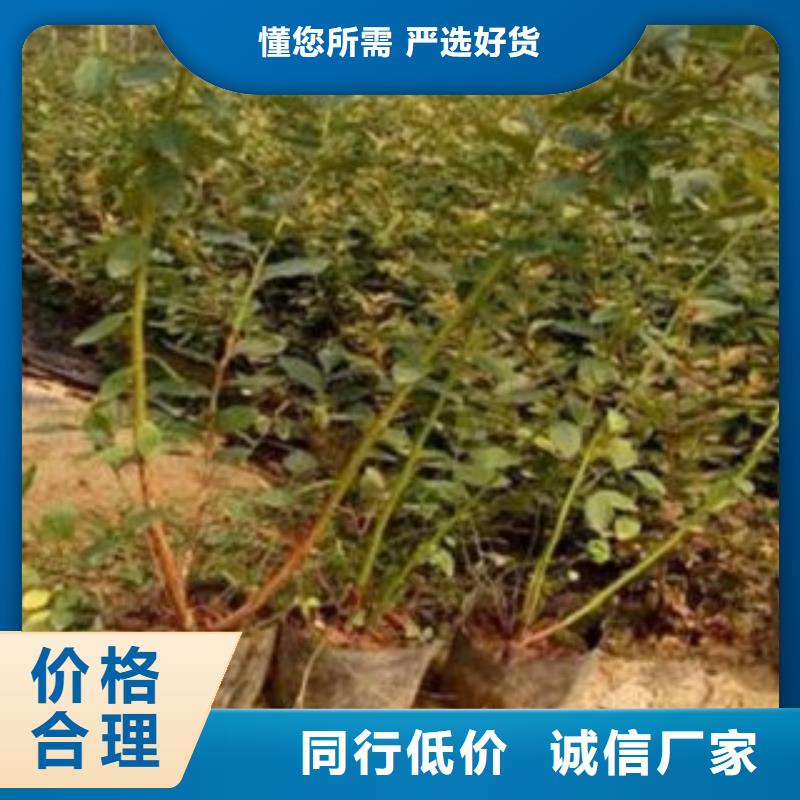 蓝莓苗李子苗自产自销