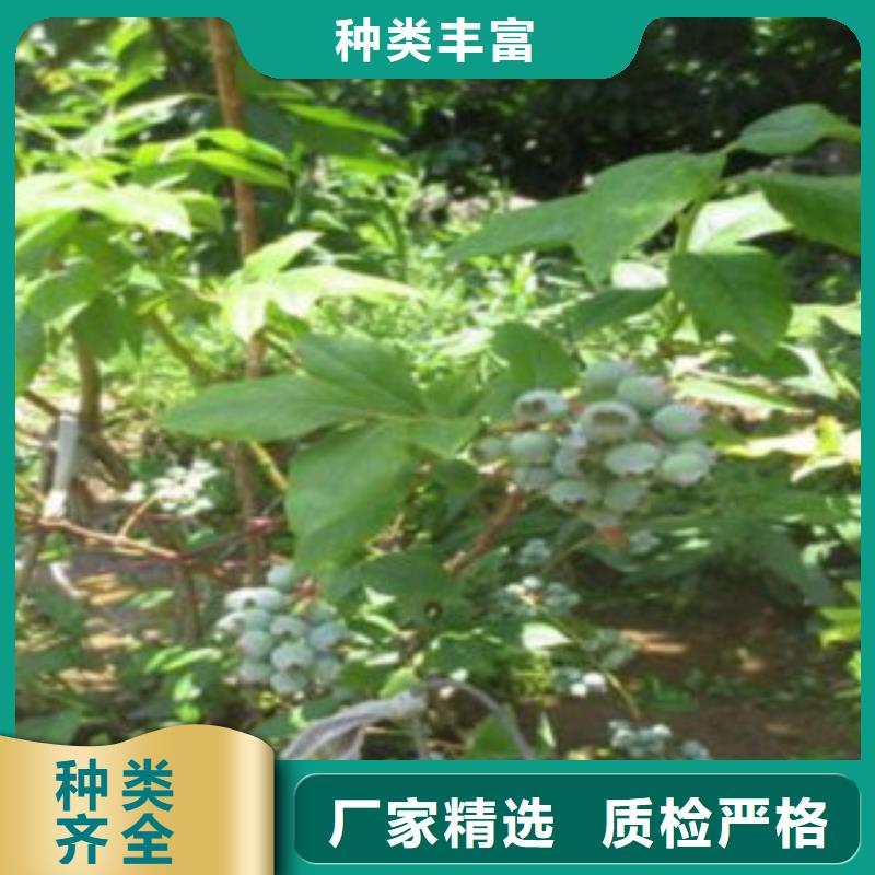 蓝莓苗核桃苗精选货源
