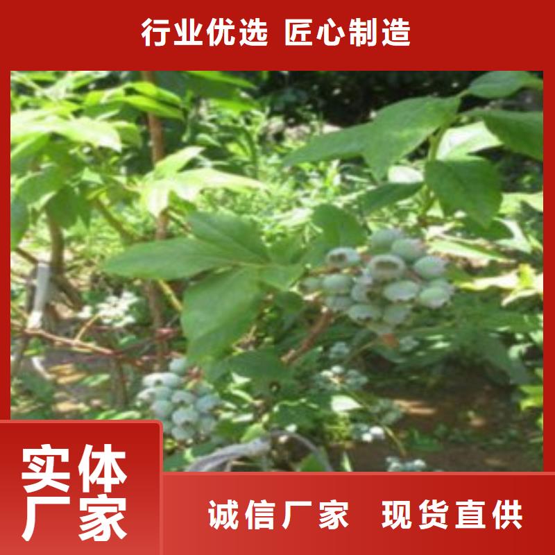 蓝莓苗梨树苗种类多质量好