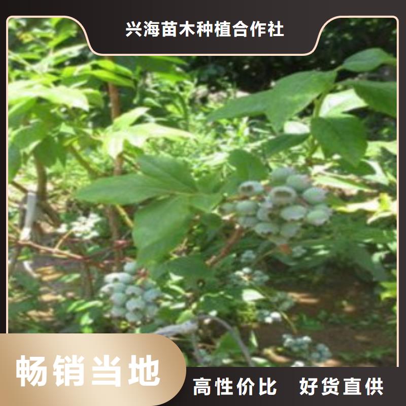 蓝莓苗桃树苗款式多样