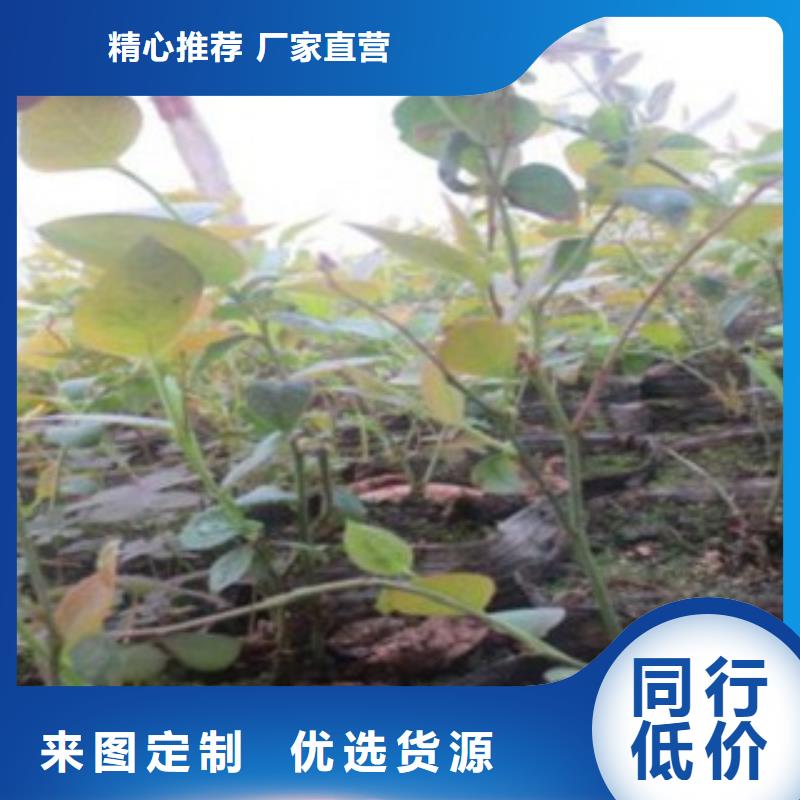 蓝莓苗花椒苗一站式采购商家