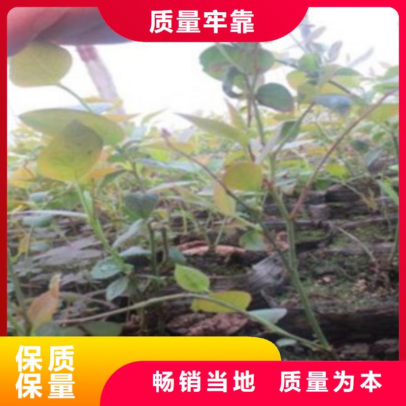 蓝莓苗花椒苗现货直发