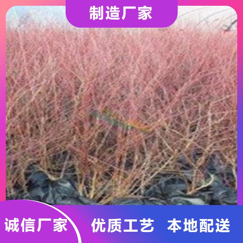 蓝莓苗花椒苗一站式采购商家
