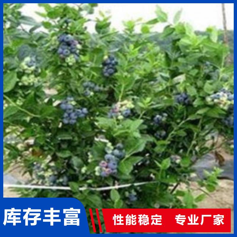 蓝莓苗核桃苗精选货源
