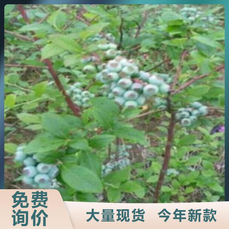 蓝莓苗【梨树苗】厂家直销省心省钱