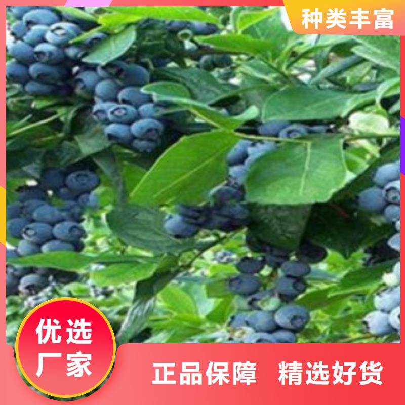 蓝莓苗花椒苗一站式采购商家