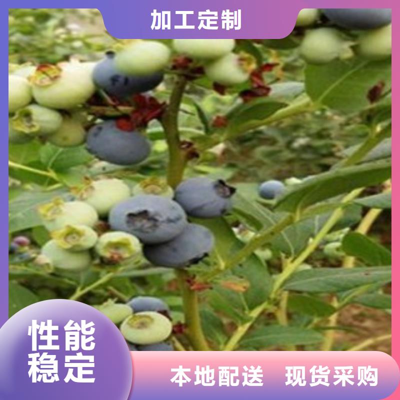蓝莓苗苹果苗精选好货