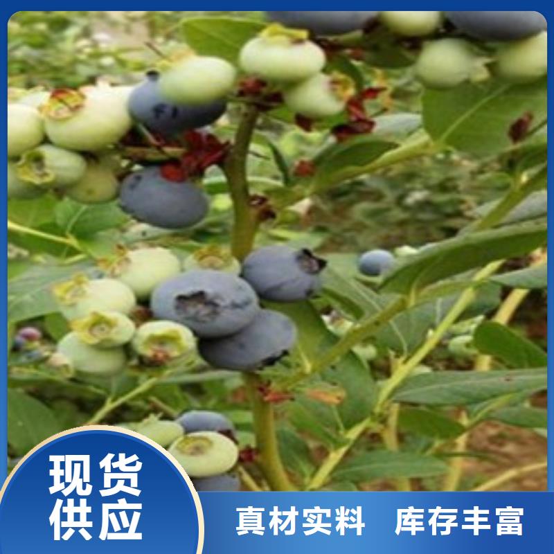蓝莓苗花椒苗现货直发