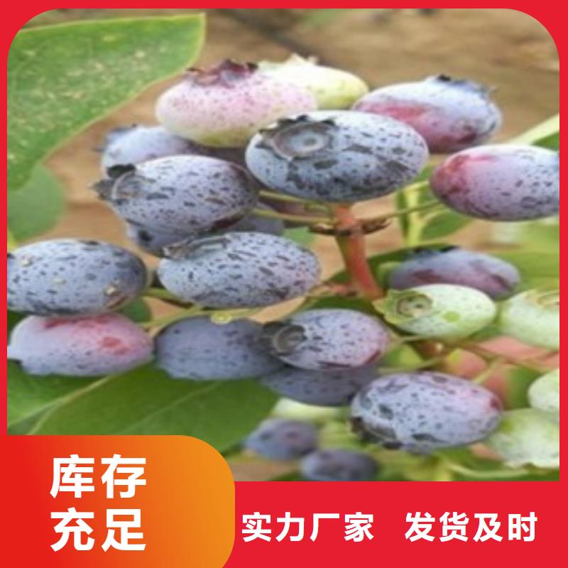 蓝莓苗花椒苗现货直发