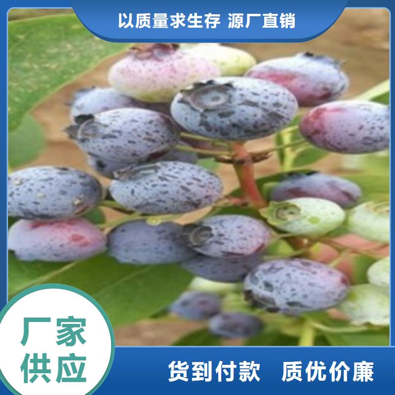 【蓝莓苗板栗苗支持货到付清】