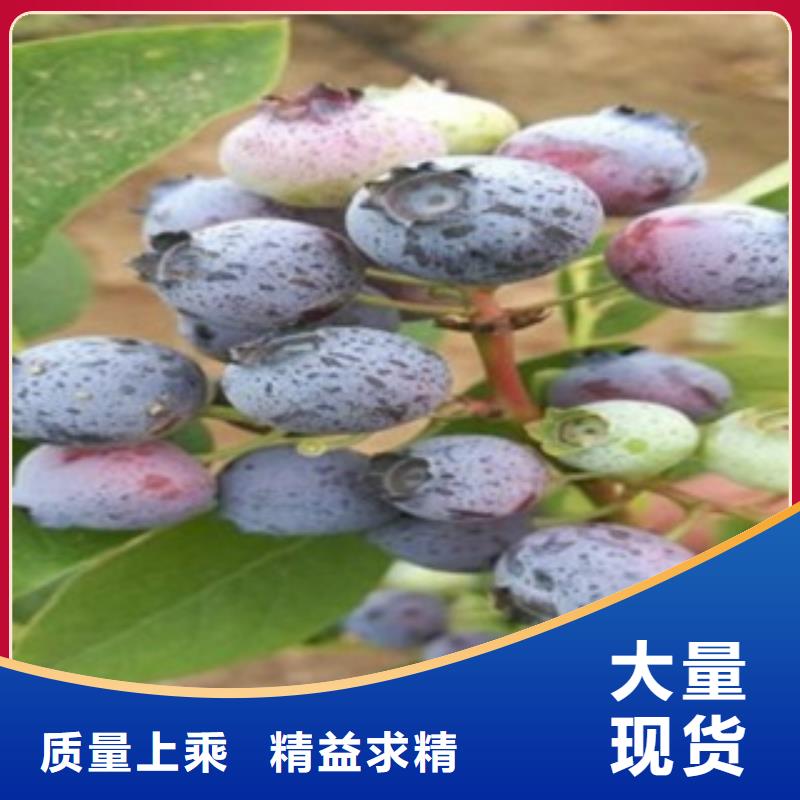 蓝莓苗桃树苗款式多样